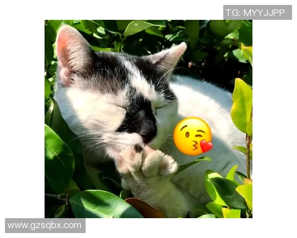 足球明星与他们的猫咪们的可爱生活大盘点 足球明星与他们的猫咪们的可爱生活大盘点